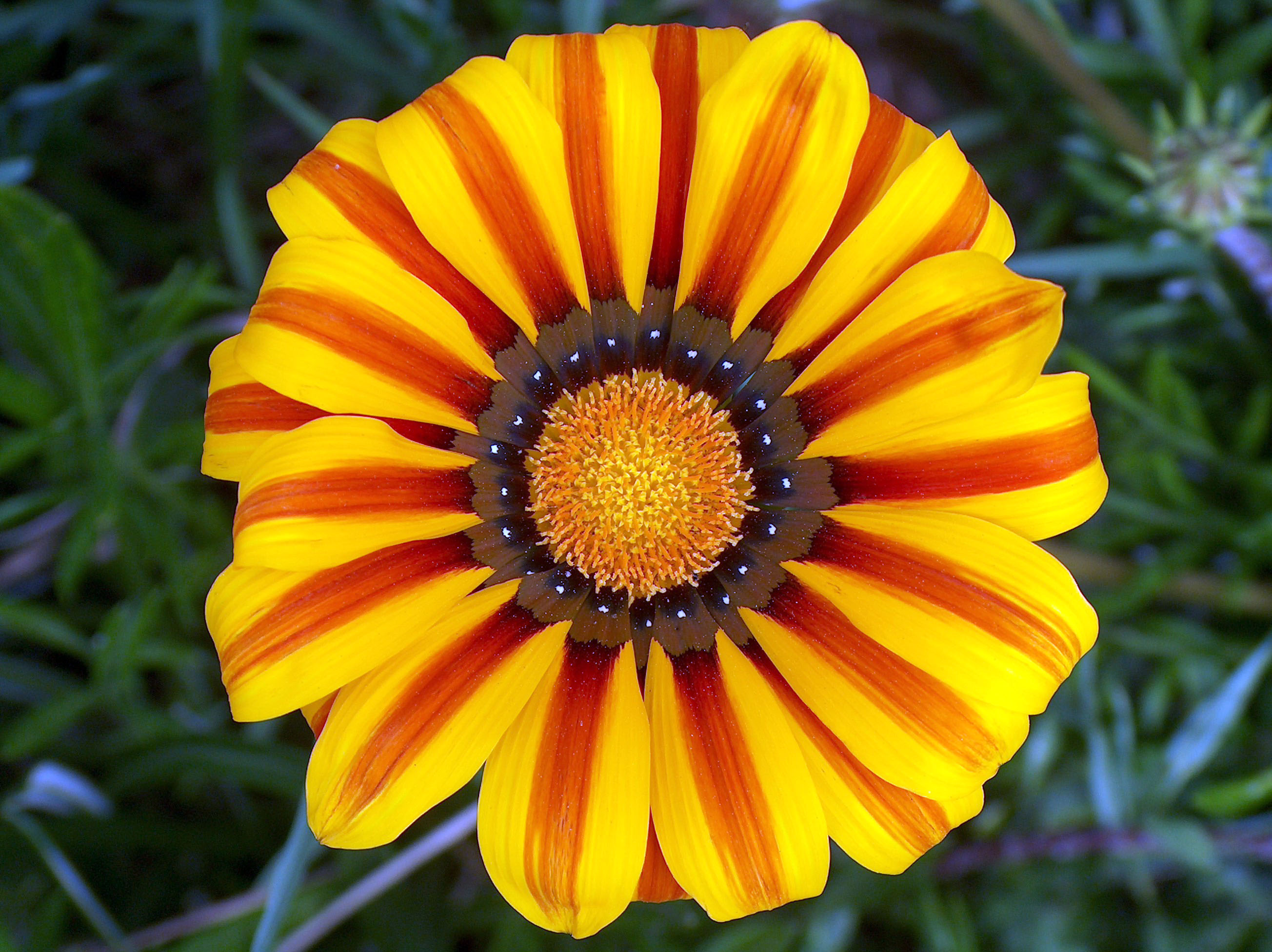 Bernardo Winery vineyard and buildings